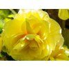 Begonie 'Double Yellow  Begonia 'Double Yellow'