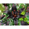 81953 1 81953 1 lilium night rider