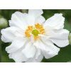 Sasanka japonská 'Whirlwind' - Anemone japonica 'Whirlwind'  Anemone japonica 'Whirlwind'