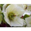ice rose 1