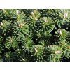 Jedle korejská 'Dark Hill'  Abies koreana 'Dark Hill'