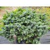 Picea sitchensis 'Nana' (2)