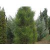 Borovice černá 'Fastigiata'  Pinus nigra 'Fastigiata'