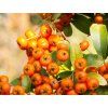 Pyracantha Orange Cadane (1)