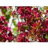 Malus Royalty (2)