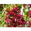 Malus Royalty (3)