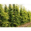 Cedr himalájský 'Aurea'  Cedrus deodara 'Aurea'