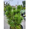 Pinus mugo 'Mikul�ovice' (1)