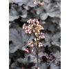 83456 dluzicha black pearl heuchera black pearl