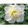 Pivoňka čínská 'Honey Gold' - Paeonia lactiflora 'Honey Gold'  Paeonia lactiflora 'Honey Gold'