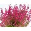 Erica gracilis (2)