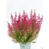 Erica gracilis (1)