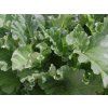 Rebarbora, reveň kadeřavá 'Victoria' - Rheum rhabarbarum 'Victoria'  Rheum rhabarbarum 'Victoria'