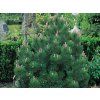 Borovice Heldreichova 'Compact Gem'  Pinus heldreichii 'Compact Gem'