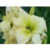Denivka 'White Dragon' - Hemerocallis 'White Dragon'  Hemerocallis 'White Dragon'