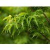 Acer palmatum Crispifolium (3)