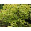Javor dlanitolistý 'Summer Gold'  Acer palmatum 'Summer Gold'
