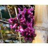 Cercis Oklahoma