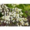 Cercis Vanilla Twist (3)