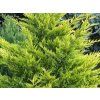 Cypřišovec Leylandův 'Castlewellan Gold'  Cupressocyparis leylandii 'Castlewellan Gold'
