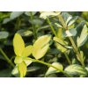 Euonymus japonicus Aureus (1)