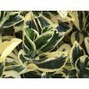 Brslen japonský 'Bravo'  Euonymus japonicus 'Bravo'