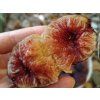 Fíkovník smokvoň 'Dauphine'  Ficus carica 'Dauphine'