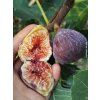 Fíkovník smokvoň 'Dauphine'  Ficus carica 'Dauphine'