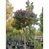 Liquidambar Gumball