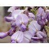 Vistárie čínská 'Amethyst'  Wisteria sinensis 'Amethyst'