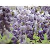 Vistárie čínská 'Amethyst'  Wisteria sinensis 'Amethyst'