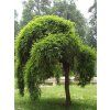 pendula