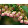 enkianthus campanulatus redvein 9cm p292 28687 image