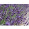 84704 levandule prostredni phenomenal pbr lavandula intermedia phenomenal pbr