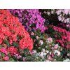 Japonská azalka - různé barvy  Azalea japonica/Rhododendron obtusum