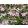 Ořechokřídlec klandonský 'Stephi'  Caryopteris x clandonensis 'Stephi'