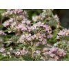 Ořechokřídlec klandonský 'Stephi'  Caryopteris x clandonensis 'Stephi'