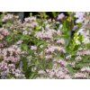 Ořechokřídlec klandonský 'Stephi'  Caryopteris x clandonensis 'Stephi'