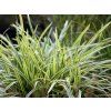 85127 1 carex vanilla ice2 large