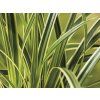 85127 3 carex morrowii vanilla ice