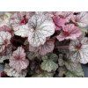 Dlužicha 'Northern Exposure Silver' - Heuchera 'Northern Exposure Silver'  Heuchera 'Northern Exposure Silver'