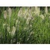 Dochan psárkovitý 'Hameln' - Pennisetum alopecuroides 'Hameln'  Pennisetum alopecuroides 'Hameln'