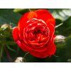 Růže 'Carmen Starlet Rose®' (Balení speciální balení)