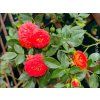 Růže 'Carmen Starlet Rose®' (Balení speciální balení)