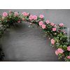 Růže 'Eva Starlet Rose®'  Rosa 'Eva Starlet Rose®'