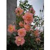 Růže 'Westerland®'  Rosa 'Westerland®'