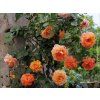 Růže 'Westerland®'  Rosa 'Westerland®'