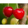 Třešeň 'Kasandra®'  Prunus avium 'Kasandra'