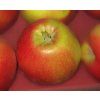 Jabloň 'Clijo'  Malus domestica 'Clijo'