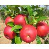 Jabloň 'Clijo'  Malus domestica 'Clijo'